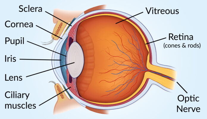 anatomy of the eye